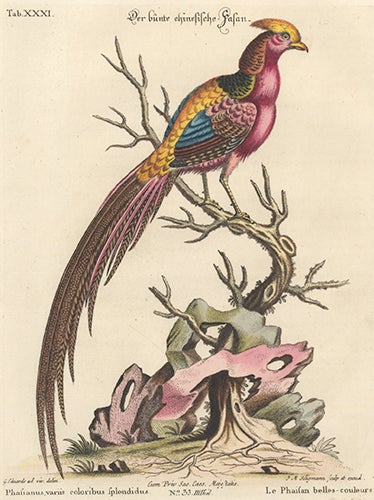 Item nr. 154726 Le Phailan belles-couleurs. Sammlung Verschneider Auslandischer und Seltener Vogel. Johan Michael Seligman, George Edwards.