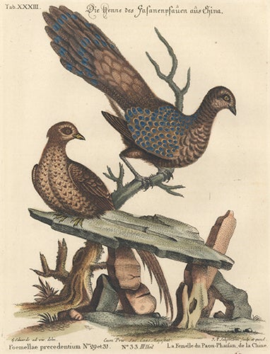 Item nr. 154728 Le Femelle du Paon-Pahilan, de la Chine. Sammlung Verschneider Auslandischer und Seltener Vogel. Johan Michael Seligman, George Edwards.
