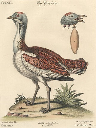 Item nr. 154730 L'Outarde, Male. Sammlung Verschneider Auslandischer und Seltener Vogel. Johan...