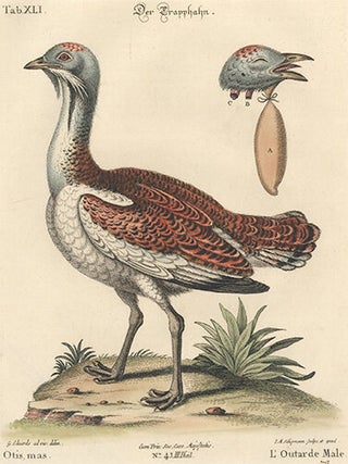 L'Outarde, Male. Sammlung Verschneider Auslandischer und Seltener Vogel.
