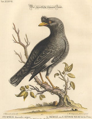 Item nr. 154732 Sturnus, finenfis. Sammlung Verschneider Auslandischer und Seltener Vogel. Johan...