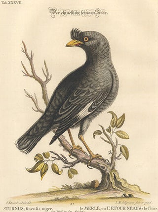 Sturnus, finenfis. Sammlung Verschneider Auslandischer und Seltener Vogel.