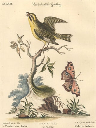 Item nr. 154733 Chloris, Indicus. Sammlung Verschneider Auslandischer und Seltener Vogel. Johan...