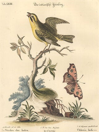 Chloris, Indicus. Sammlung Verschneider Auslandischer und Seltener Vogel.