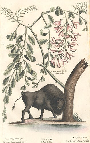 Item nr. 154735 Le Bison Americain. Sammlung verschneider auslandischer und seltener Vogel. Johann Michael Seligmann.