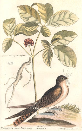 Item nr. 154737 Caprimulgus minor Americanus. Sammlung verschneider auslandischer und seltener Vogel. Johann Michael Seligmann.