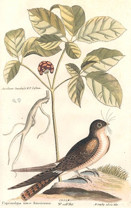 Caprimulgus minor Americanus. Sammlung verschneider auslandischer und seltener Vogel.