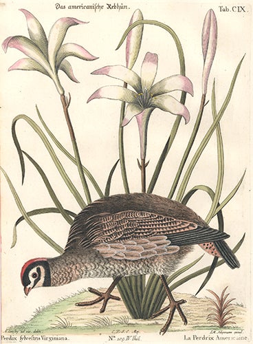 Item nr. 154738 La Perdrix Americaine. Sammlung verschneider auslandischer und seltener Vogel. Johann Michael Seligmann.