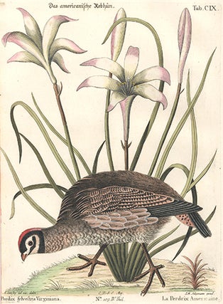 La Perdrix Americaine. Sammlung verschneider auslandischer und seltener Vogel.