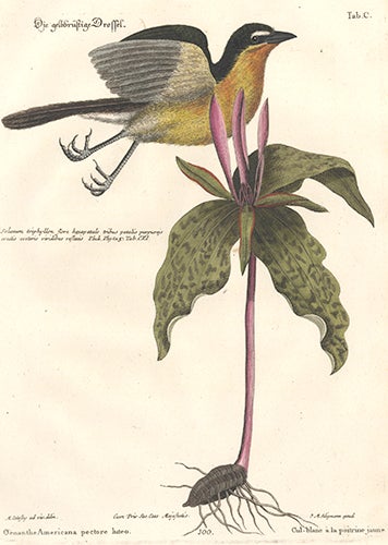 Item nr. 154739 Oenanthe Americana oectire luteo. Sammlung verschneider auslandischer und seltener Vogel. Johann Michael Seligmann.