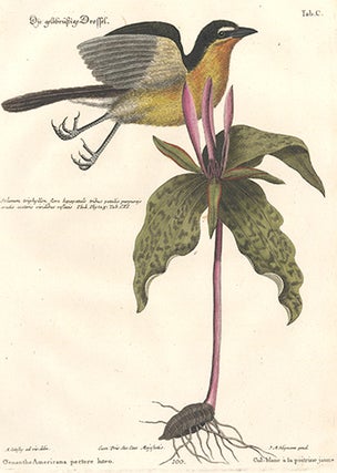 Oenanthe Americana oectire luteo. Sammlung verschneider auslandischer und seltener Vogel.