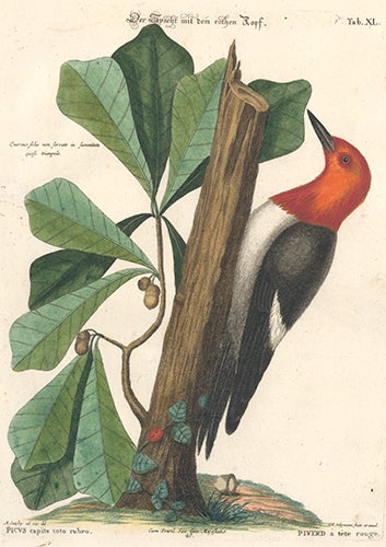 Item nr. 154740 Piverd a tete rouge. Sammlung verschneider auslandischer und seltener Vogel. Johann Michael Seligmann.