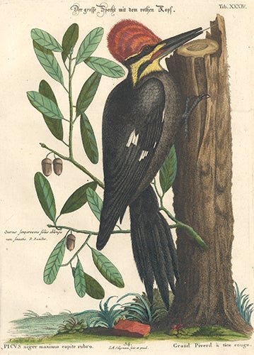 Item nr. 154741 Grand Piverd a tete rouge. Sammlung verschneider auslandischer und seltener Vogel. Johann Michael Seligmann.