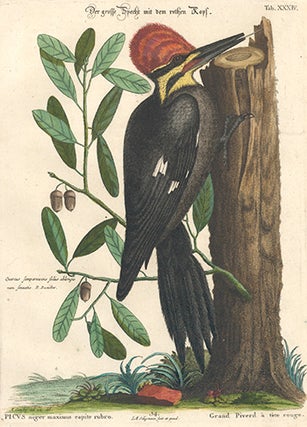 Grand Piverd a tete rouge. Sammlung verschneider auslandischer und seltener Vogel.