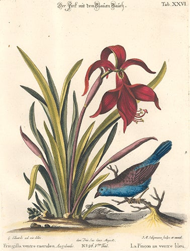 Item nr. 154742 La Pincon au ventre bleu. Sammlung verschneider auslandischer und seltener Vogel. Johann Michael Seligmann.
