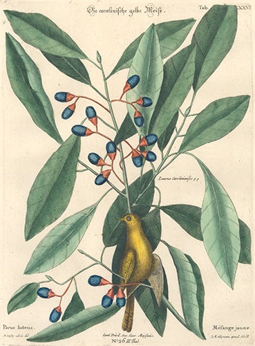 Item nr. 154743 Mesange jaune. Sammlung verschneider auslandischer und seltener Vogel. Johann Michael Seligmann.