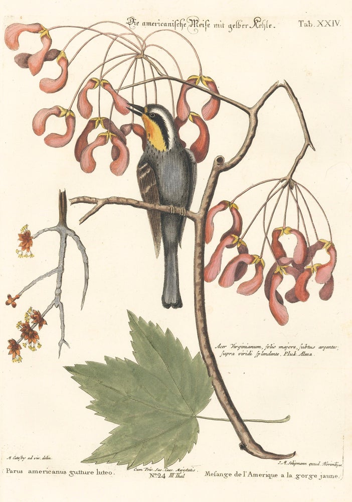 Item nr. 154744 Mesange del Amerique a la gorge jaune. Sammlung verschneider auslandischer und seltener Vogel. Johann Michael Seligmann.
