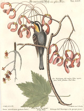 Mesange del Amerique a la gorge jaune. Sammlung verschneider auslandischer und seltener Vogel.