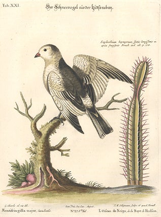 Item nr. 154745 L'Oiseau de Neige, de la Baye de Hudson. Sammlung verschneider auslandischer und...