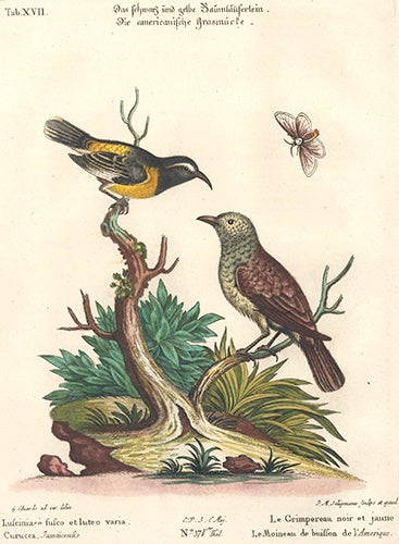 Item nr. 154746 Le Grimpereau noir et jaune. Sammlung verschneider auslandischer und seltener Vogel. Johann Michael Seligmann.