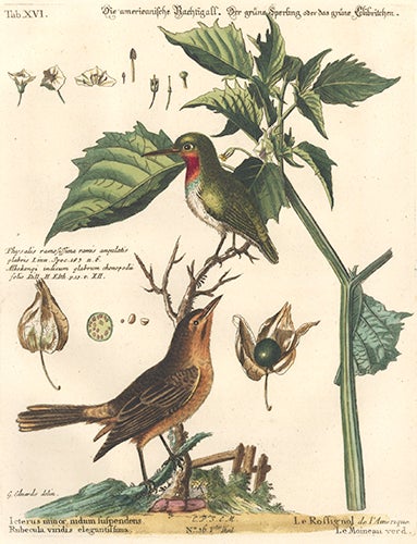 Item nr. 154747 Le Rossignol de L'Amerique, Le Moineau verd. Sammlung verschneider auslandischer und seltener Vogel. Johann Michael Seligmann.