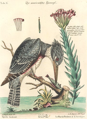 Item nr. 154748 Le Martin Pecheur de L'Amerique. Sammlung verschneider auslandischer und seltener Vogel. Johann Michael Seligmann.