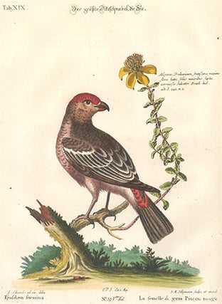 Item nr. 154767 Le femelle du gros Pincon rouge. Sammlung verschneider auslandischer und seltener...