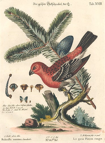 Item nr. 154768 Le gros Pincon rouge. Sammlung verschneider auslandischer und seltener Vogel. Johann Michael Seligmann.