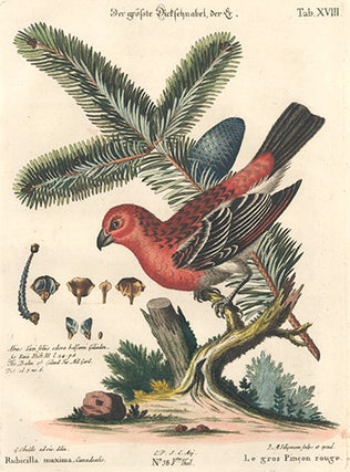 Le gros Pincon rouge. Sammlung verschneider auslandischer und seltener Vogel.