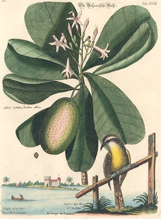 Item nr. 154769 Mesange de Bahama. Sammlung verschneider auslandischer und seltener Vogel. Johann...