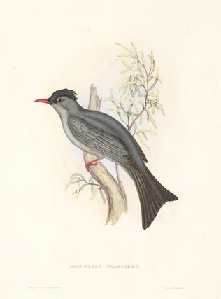 Item nr. 154791 Hypsipetes Psaroides. A Century of Birds hitherto Unfigured from the Himalaya...