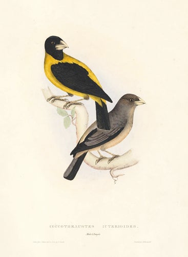 Item nr. 154792 Coccothraustes Icterioides. A Century of Birds hitherto Unfigured from the Himalaya Mountains. John Gould.