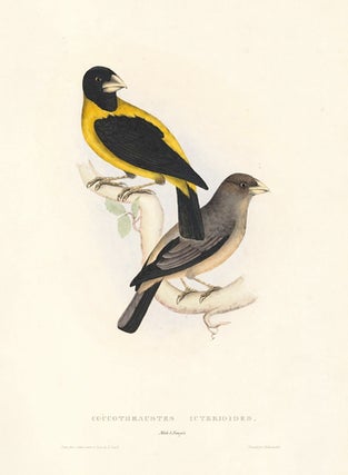 Coccothraustes Icterioides. A Century of Birds hitherto Unfigured from the Himalaya Mountains.