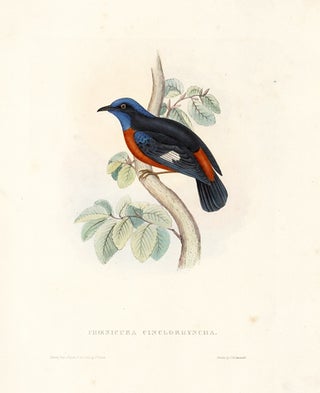 Item nr. 154794 Phoenicura Cinclorhyncha. A Century of Birds hitherto Unfigured from the Himalaya...