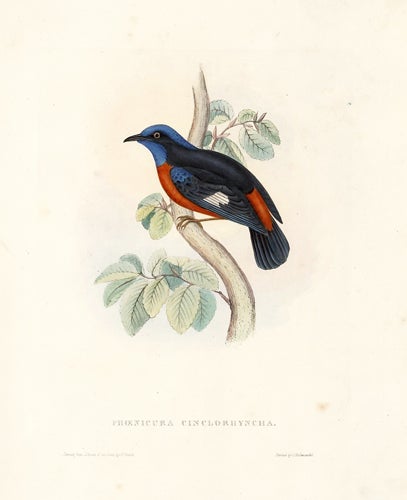 Item nr. 154794 Phoenicura Cinclorhyncha. A Century of Birds hitherto Unfigured from the Himalaya Mountains. John Gould.