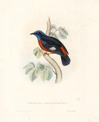 Phoenicura Cinclorhyncha. A Century of Birds hitherto Unfigured from the Himalaya Mountains.