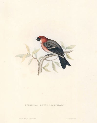 Item nr. 154795 Pyrrhula Erythrocephala. A Century of Birds hitherto Unfigured from the Himalaya Mountains. John Gould.