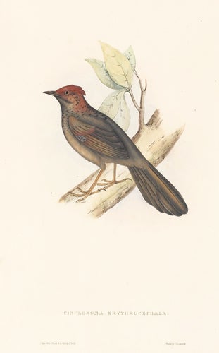 Item nr. 154797 Cinclosoma Erythrocephala. A Century of Birds hitherto Unfigured from the Himalaya Mountains. John Gould.