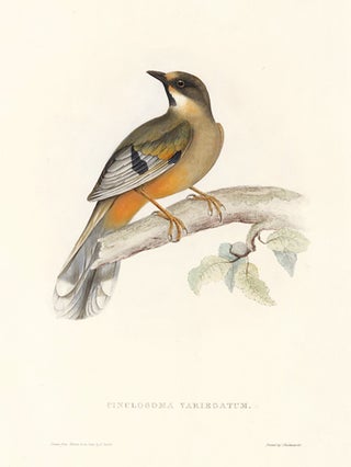 Item nr. 154800 Cinclosoma Variegatum. A Century of Birds hitherto Unfigured from the Himalaya...