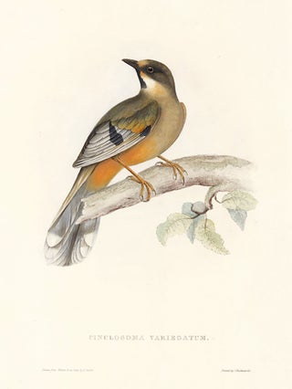 Cinclosoma Variegatum. A Century of Birds hitherto Unfigured from the Himalaya Mountains.