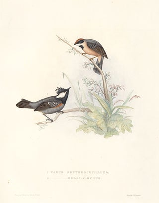 Item nr. 154801 1. Parus Erythrocephalus. 2. Parus Melanolophus. A Century of Birds hitherto...