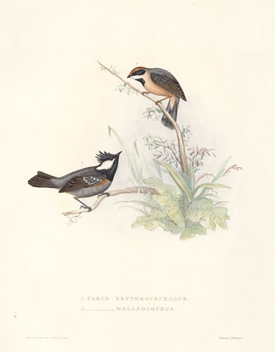 Item nr. 154801 1. Parus Erythrocephalus. 2. Parus Melanolophus. A Century of Birds hitherto Unfigured from the Himalaya Mountains. John Gould.