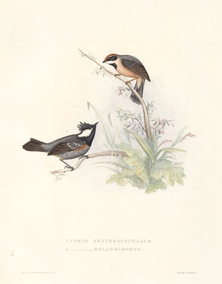 1. Parus Erythrocephalus. 2. Parus Melanolophus. A Century of Birds hitherto Unfigured from the Himalaya Mountains.