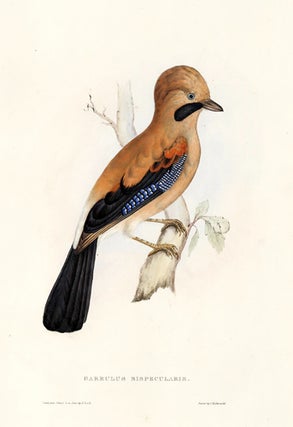 Item nr. 154807 Garrulus Bispecularis. A Century of Birds hitherto Unfigured from the Himalaya...