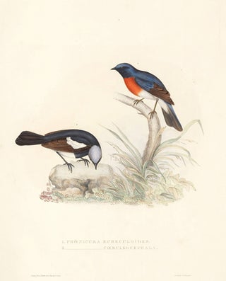 1. Phoenicura Rubeculoides. 2. Phoenicura Coeruleocephala. A Century of Birds hitherto Unfigured from the Himalaya Mountains.