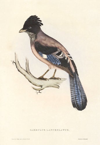Item nr. 154810 Garrulus Lanceolatus. A Century of Birds hitherto Unfigured from the Himalaya Mountains. John Gould.