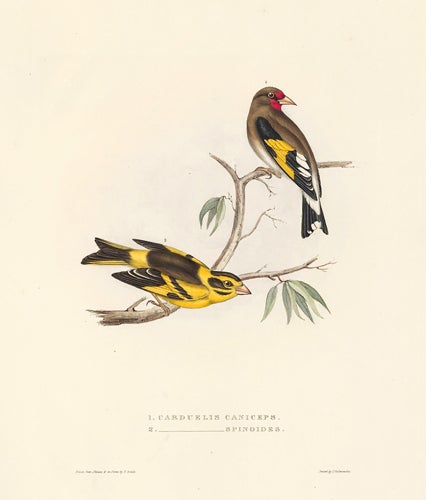 Item nr. 154812 1. Carduelis Caniceps. 2. Carduelis Spinoides. A Century of Birds hitherto Unfigured from the Himalaya Mountains. John Gould.