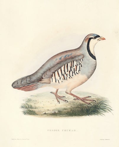 Item nr. 154813 Perdix Chukar. A Century of Birds hitherto Unfigured from the Himalaya Mountains. John Gould.