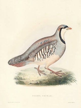 Perdix Chukar. A Century of Birds hitherto Unfigured from the Himalaya Mountains.