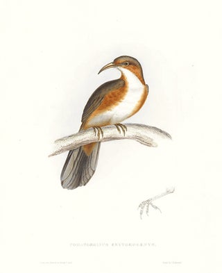 Item nr. 154816 Pomatorhinus Erythrogenys. A Century of Birds hitherto Unfigured from the...